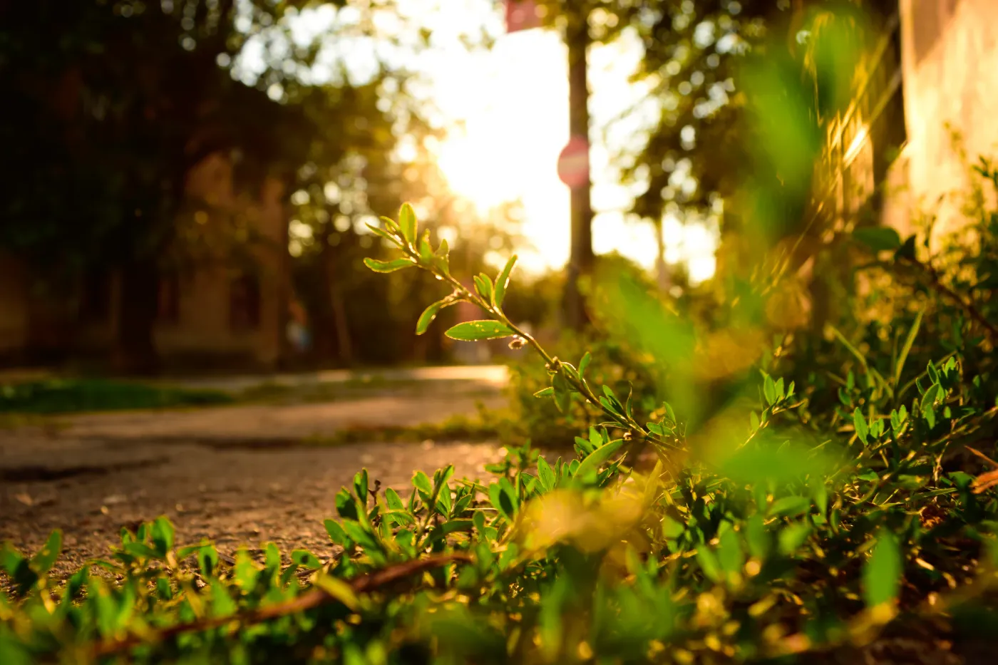 Small green plants seen at ground level in late golden sunlight.