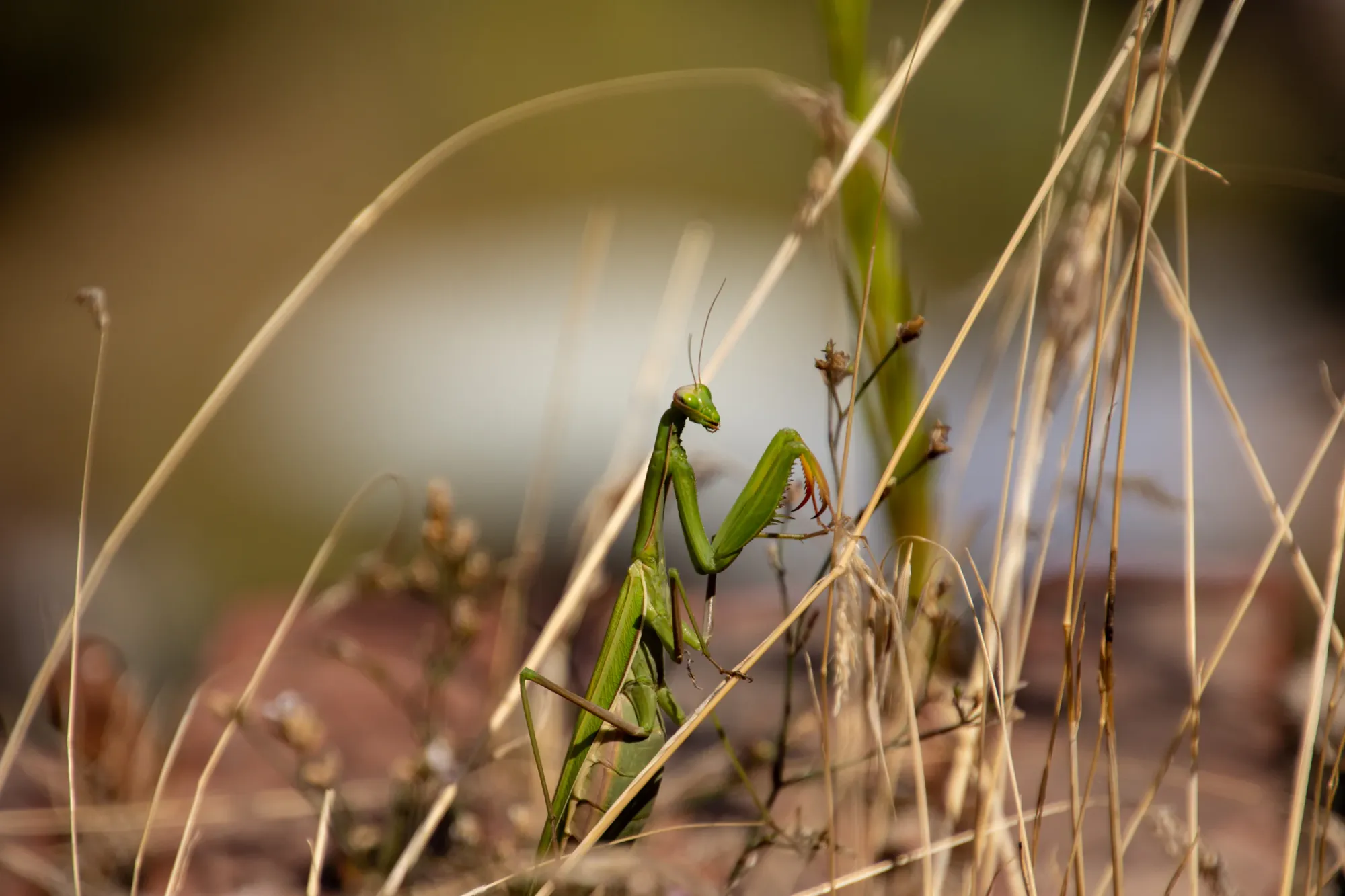 A praying mantis looking through dry grass in warm evening light.