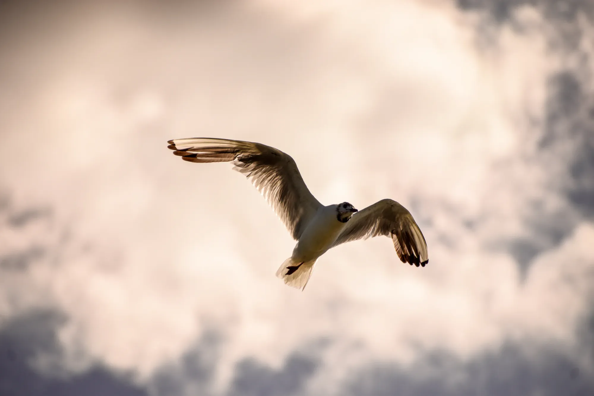 A gull suspended in flight against pale illuminated clouds.