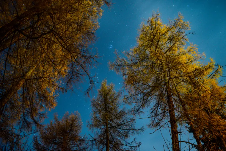 Amber-lit tree branches opening onto a deep blue night sky.