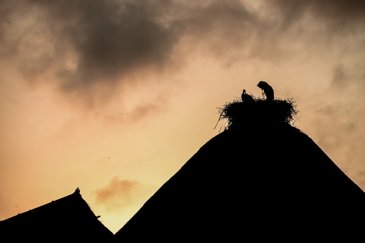 Two storks silhouetted in a nest on a steep rooftop at dusk.